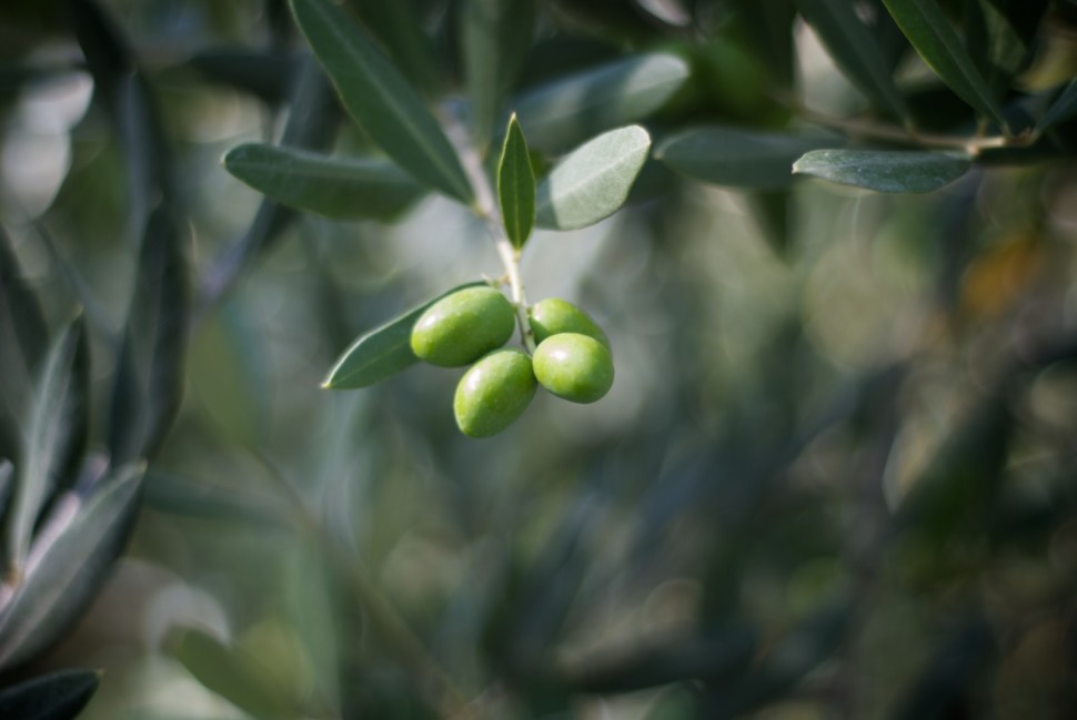 best extra virgin olive oils