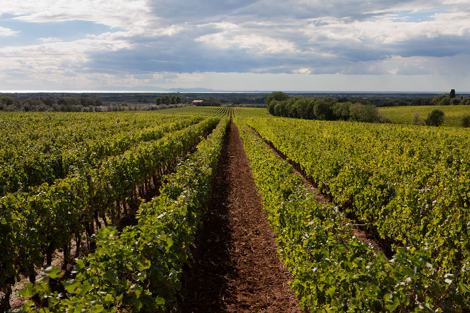The vineyard in Bibbona, property of Sapaio