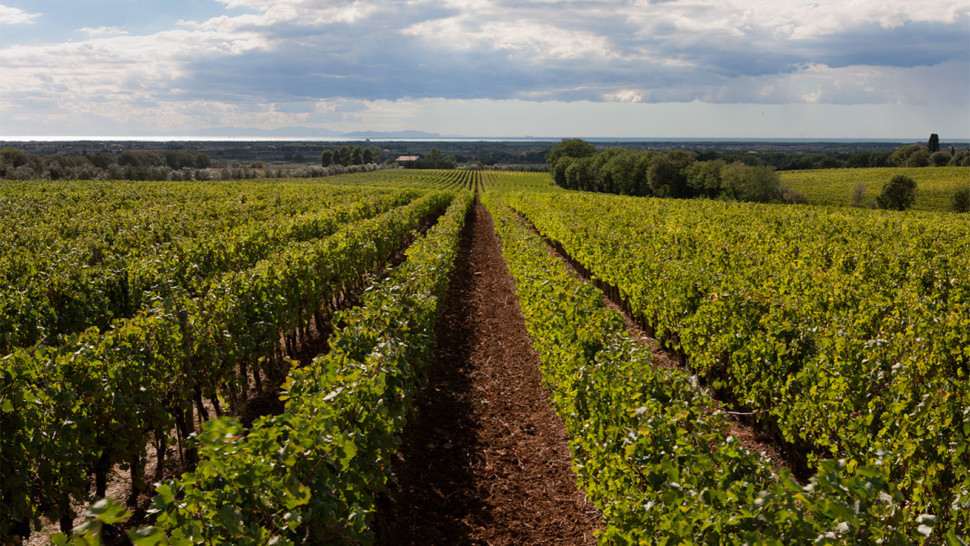 Maremma in Tuscany Italian wine destination spring