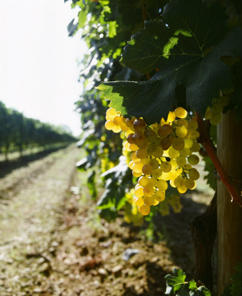 Cinque Terre food and wine: Vermentino grapes - © Cantine Lunae