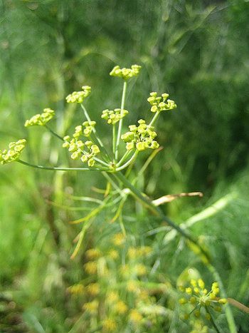 Wild Fennel - by Brett