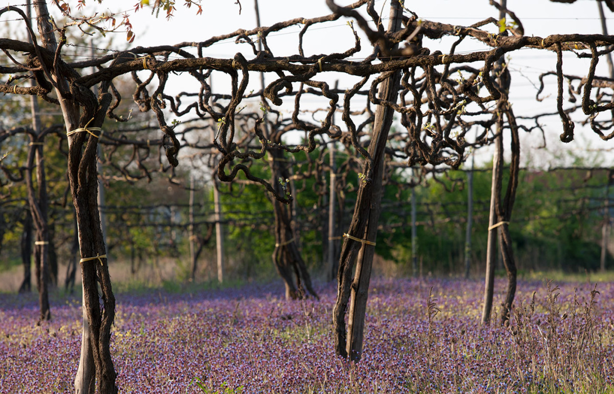 Feudi di San Gregorio - The Grand Wine Tour