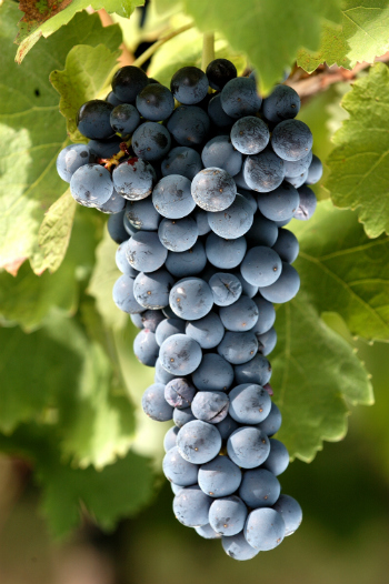 Grapes - © Feudi di San Gregorio