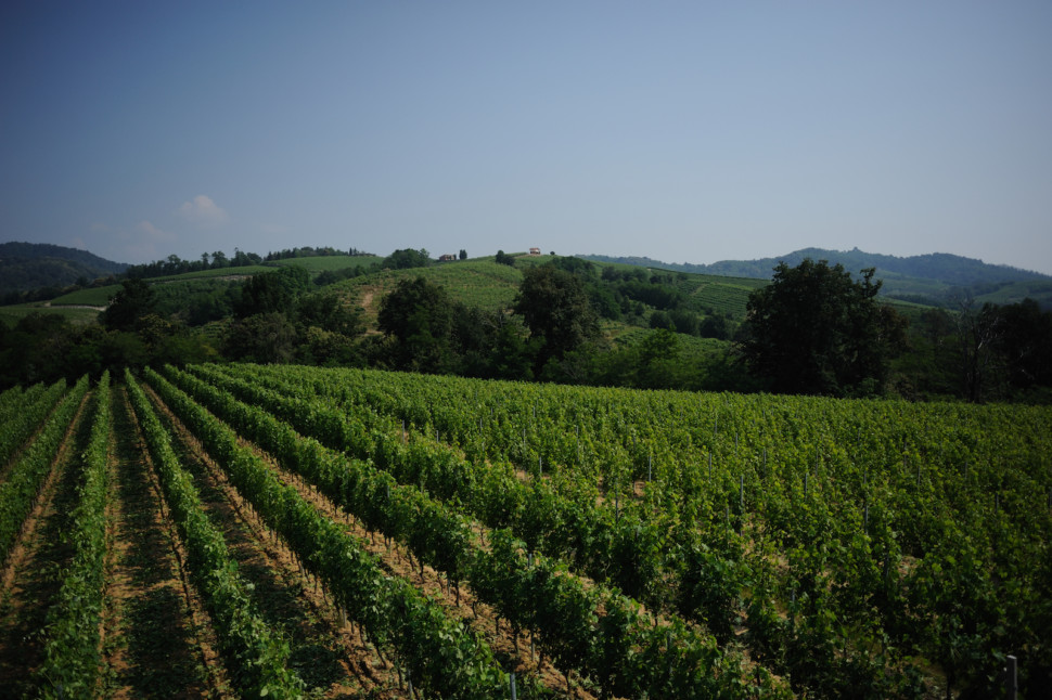 Vigneto Uccineglio - courtesy of Travaglini Winery