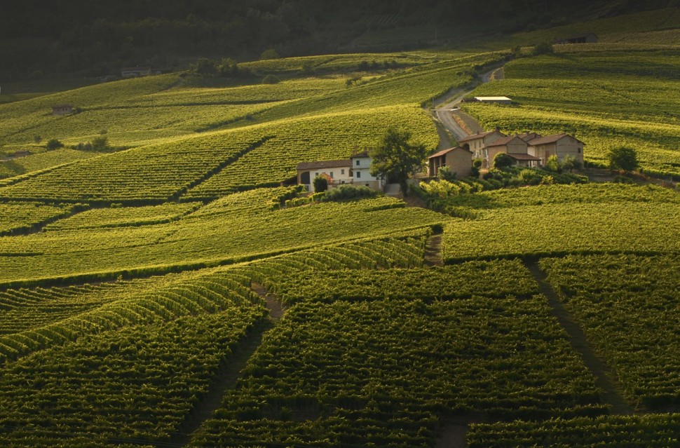 The Cerequio Cru vineyards of Michele Chiarlo Winery