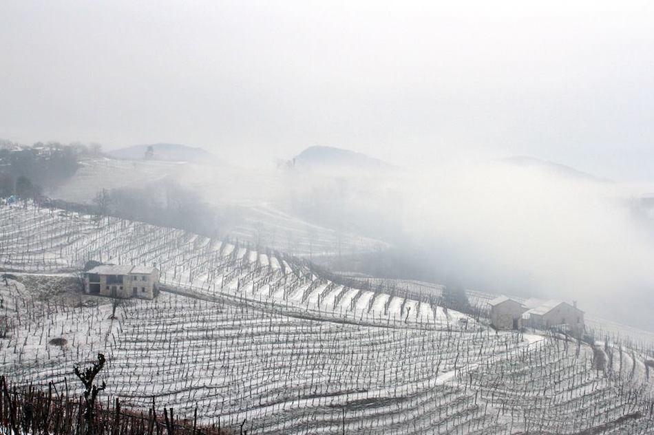 steep vineyards covered in snow