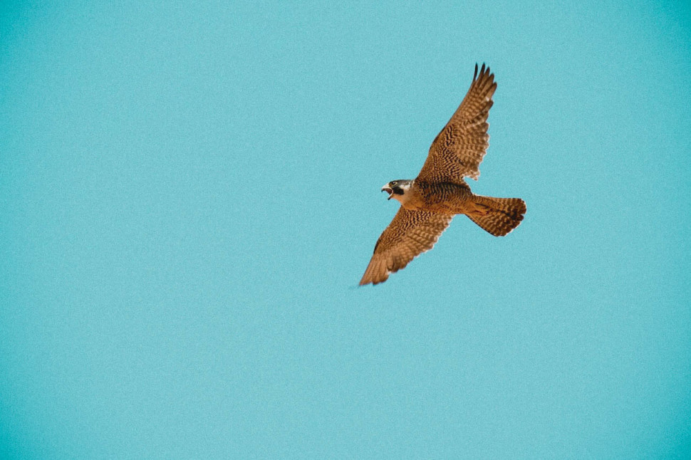 biodiversity tenuta cocci grifoni